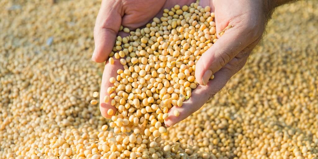 soy BEANS soja commodity