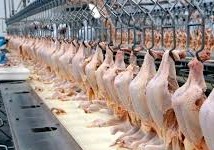 GCORPS COMMODITIES PROTEINS CHICKEN FROZEN CHICKEN  FRANGO CONGELADO