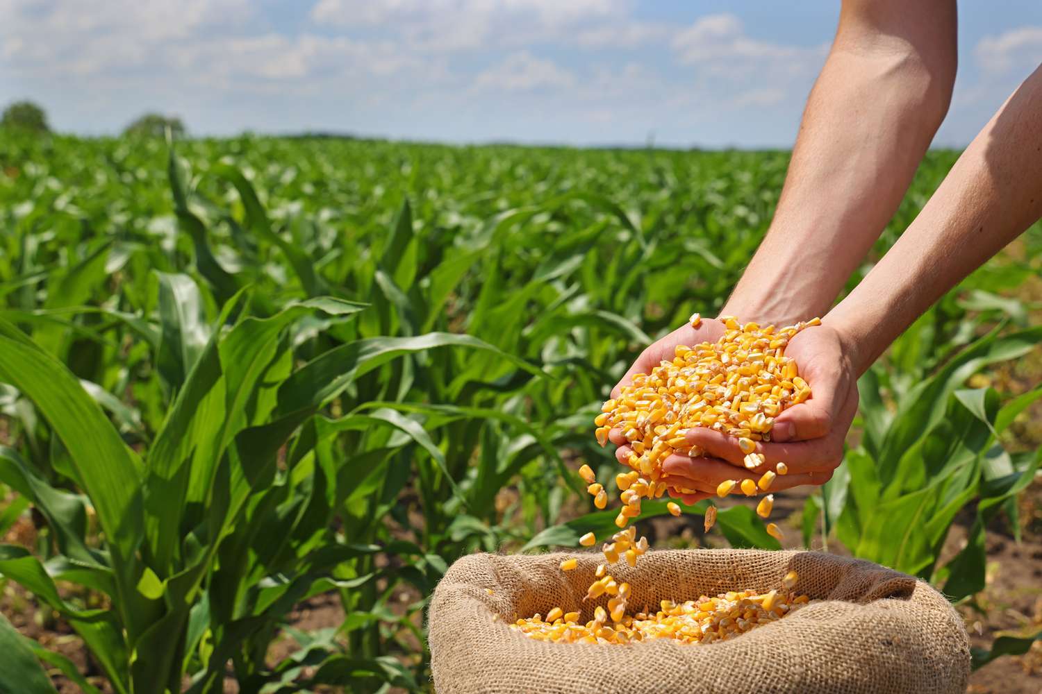 GCORPS COMMODITIES corn milho commodity